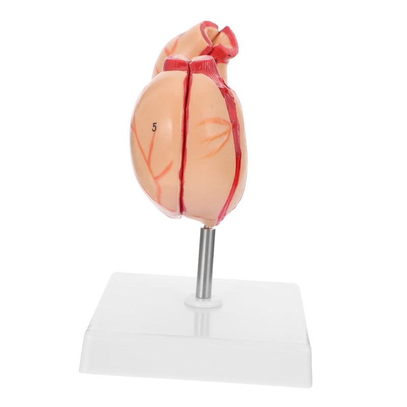 2 Pcs Plastic Human Stomach Anatomy Model For Classroom Teaching And Student Study - Image 2