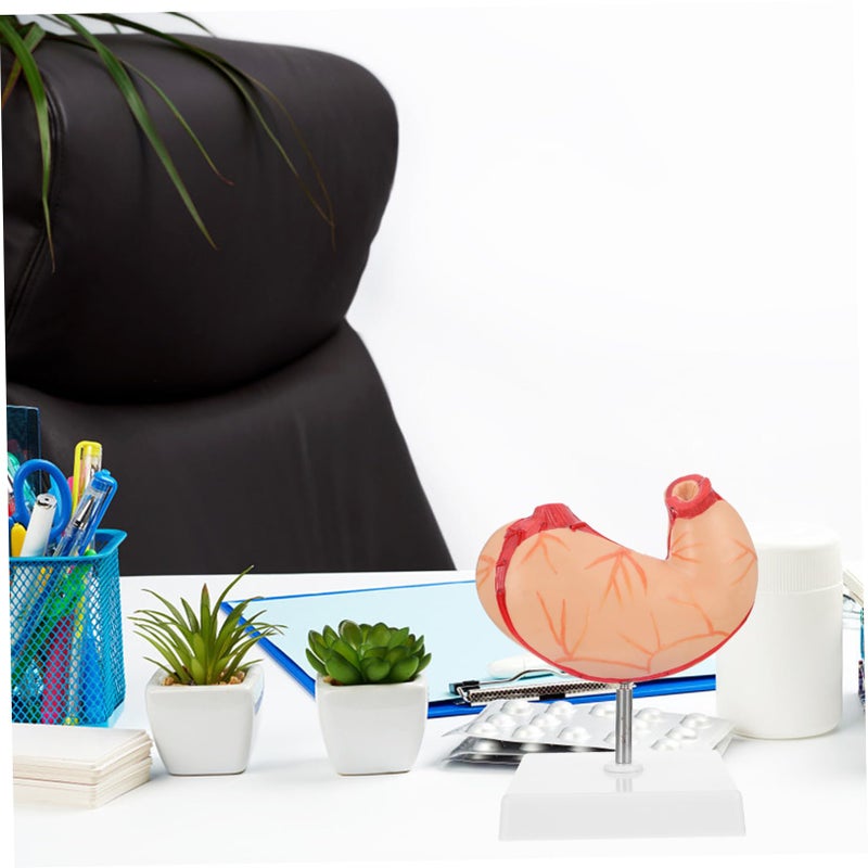2 Pcs Plastic Human Stomach Anatomy Model For Classroom Teaching And Student Study - Image 4