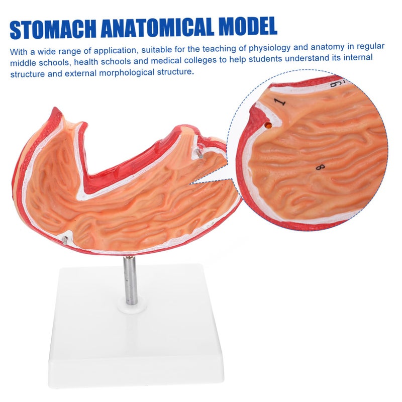 2 Pcs Plastic Human Stomach Anatomy Model For Classroom Teaching And Student Study - Image 5