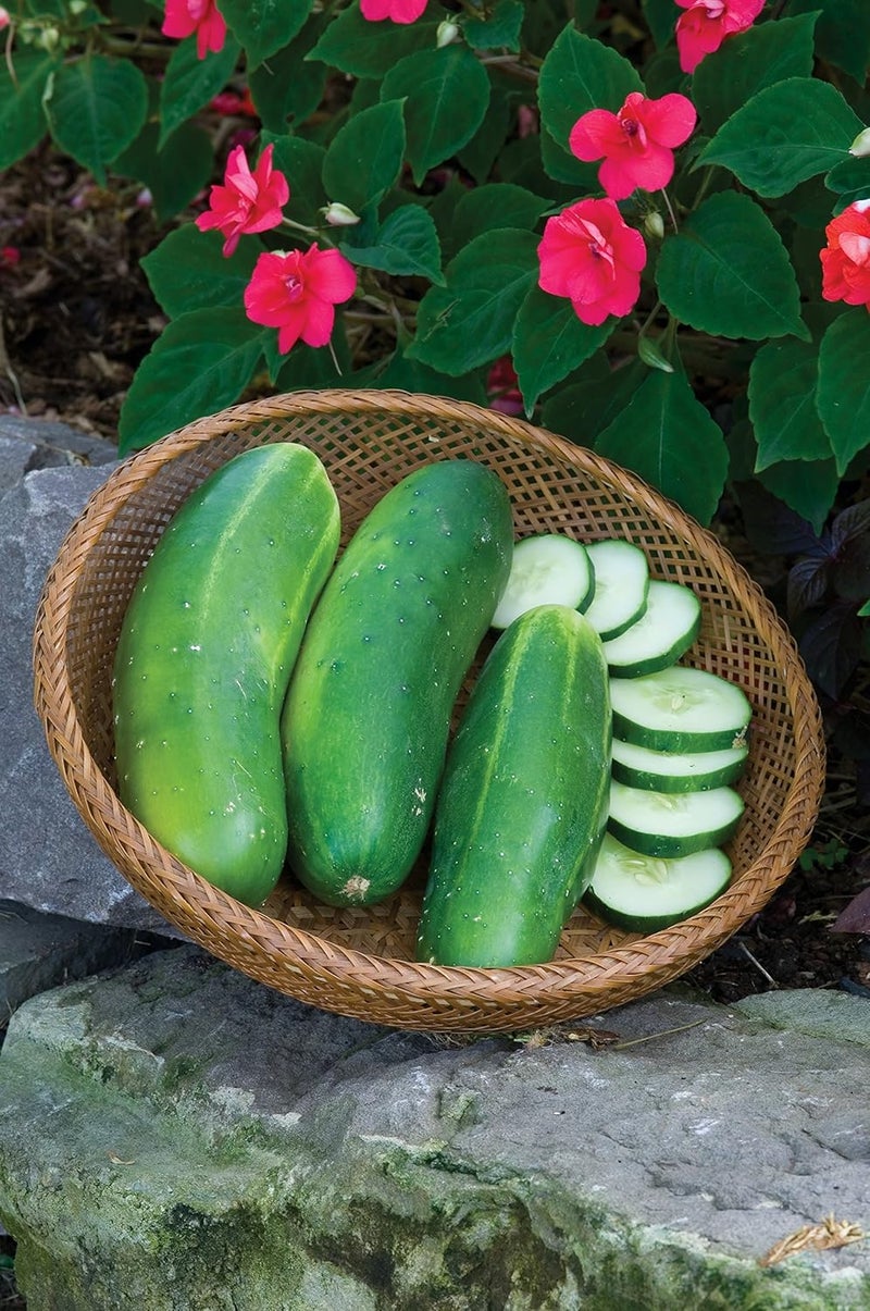 Burpee Hybrid II Slicing Cucumber Seeds 30 seeds - Image 3