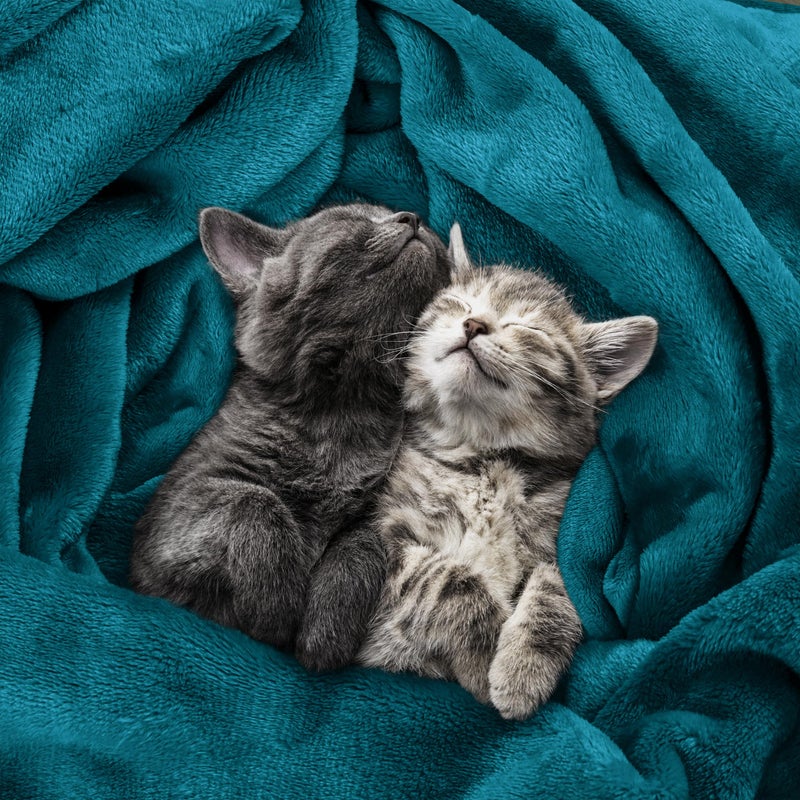 Utopia Bedding Fleece Blanket Throw Size Turquoise 300GSM Luxury Anti-Static Fuzzy Soft Microfiber Blanket for Couch, Sofa and Bed (60x50 Inch) - Image 4