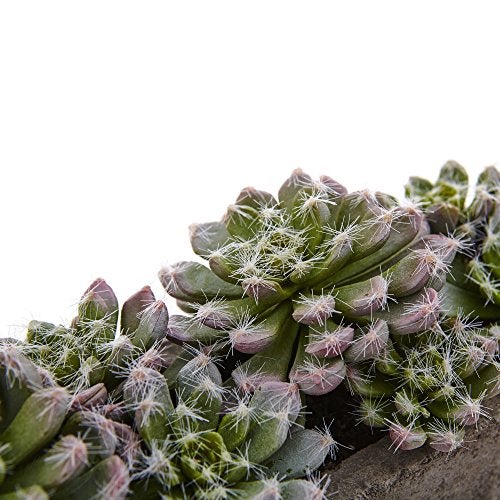 Nearly Natural Succulent Garden with Textured Concrete Planter - Image 3
