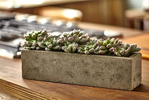 Nearly Natural Succulent Garden with Textured Concrete Planter - Image 2