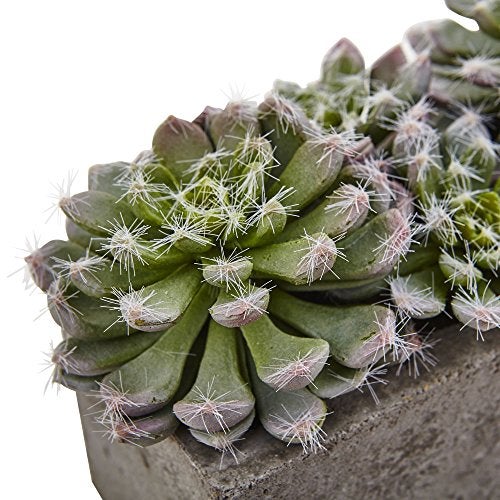Nearly Natural Succulent Garden with Textured Concrete Planter - Image 4