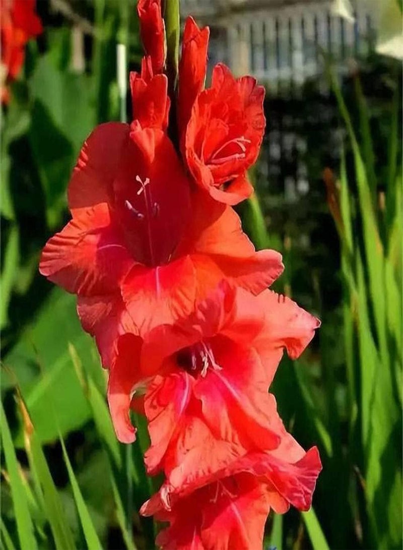 جي جوت 10 خطوط Gladioluszwiebeln schöne Blumenpflanzung im Garten Hof Balkon Leicht zu keimen brauchen لا يوجد الكثير من الحدائق التي يمكنك الاستمتاع بها في Gartenlandschaft - Image 1
