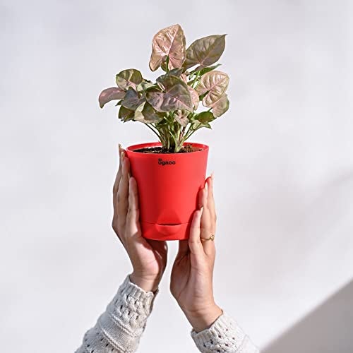 Ugaoo Syngonium Pink Neon Indoor Plant with Self Watering Pot - Image 4