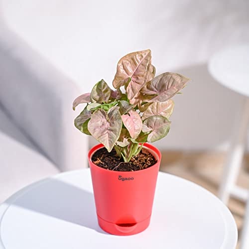 Ugaoo Syngonium Pink Neon Indoor Plant with Self Watering Pot - Image 5