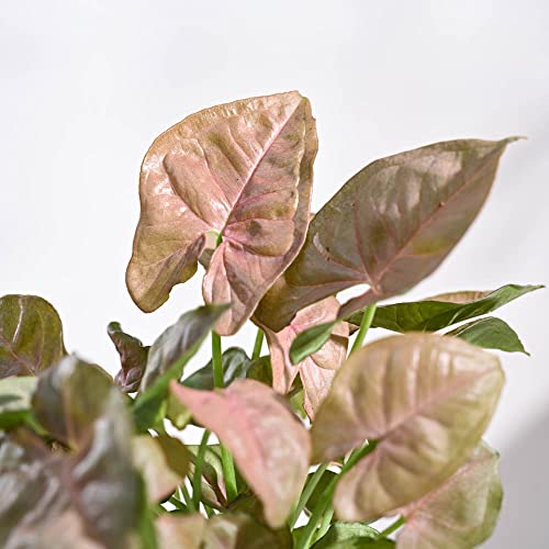 Ugaoo Syngonium Pink Neon Indoor Plant with Self Watering Pot - Image 3