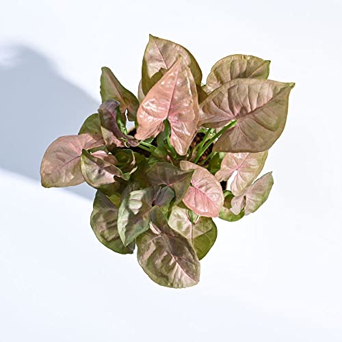 Ugaoo Syngonium Pink Neon Indoor Plant with Self Watering Pot - Image 2
