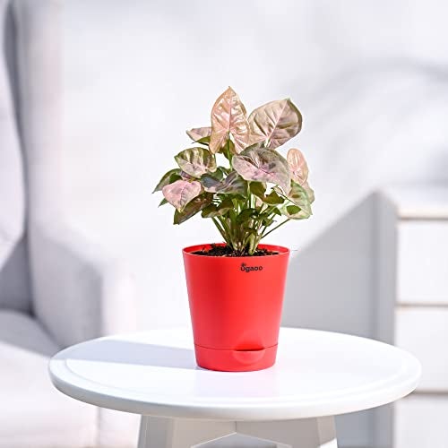 Ugaoo Syngonium Pink Neon Indoor Plant with Self Watering Pot - Image 1