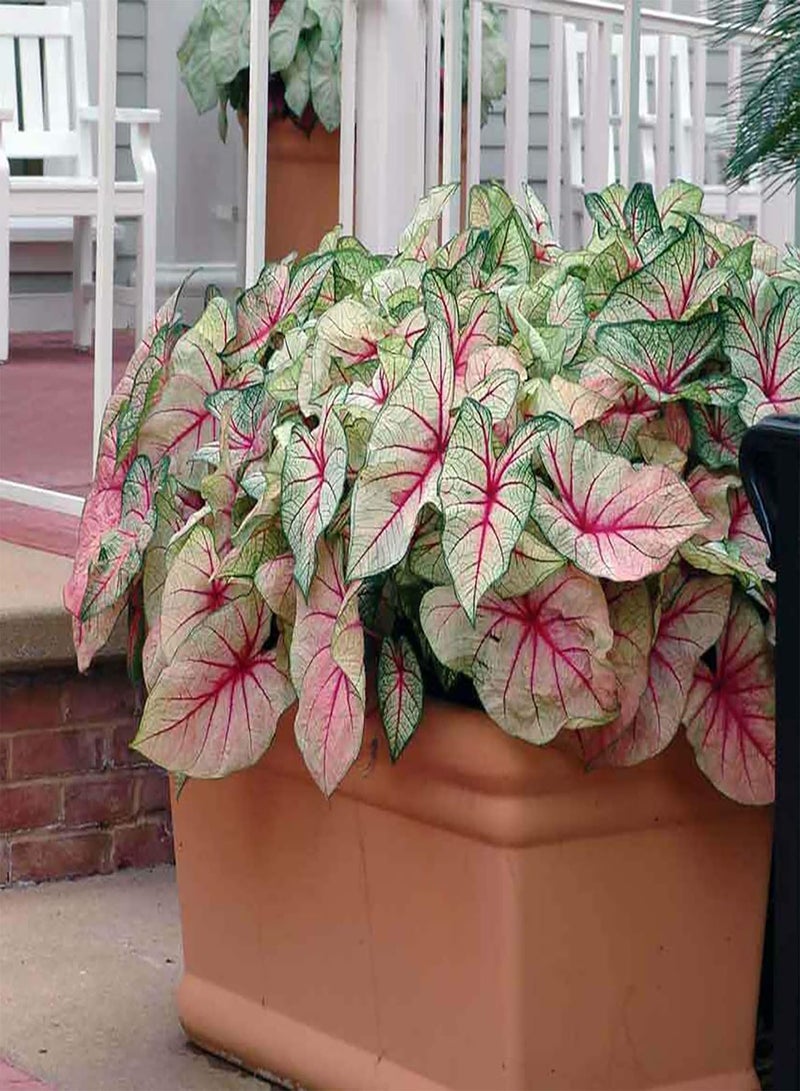 GGOOT 100Pcs Premium Flower Seeds, Caladium Vent Seeds Large Leaf Mix Color Ornamental Rustic Caladium Vent Seeds for Home 3 - Image 4