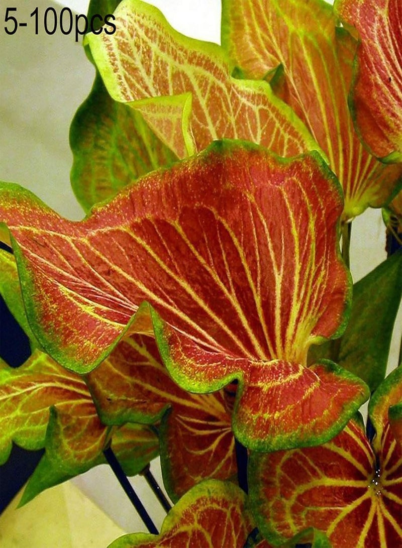 GGOOT 100Pcs Premium Flower Seeds, Caladium Vent Seeds Large Leaf Mix Color Ornamental Rustic Caladium Vent Seeds for Home 3 - Image 5