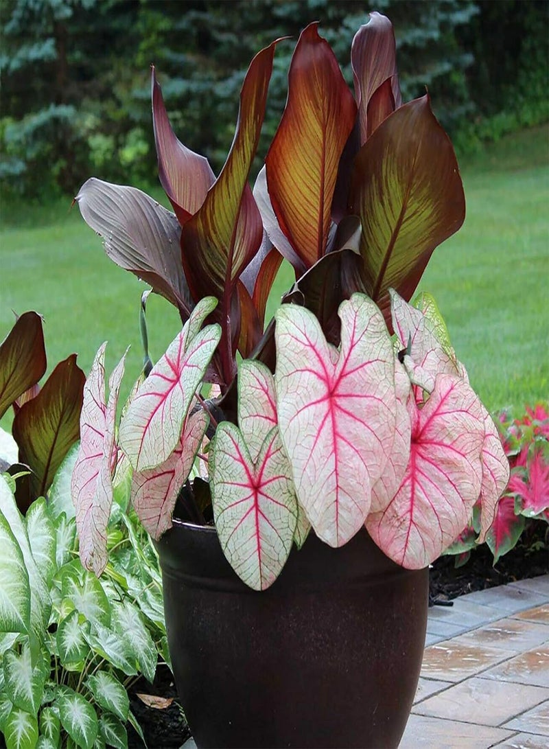 GGOOT 100Pcs Premium Flower Seeds, Caladium Vent Seeds Large Leaf Mix Color Ornamental Rustic Caladium Vent Seeds for Home 3 - Image 3