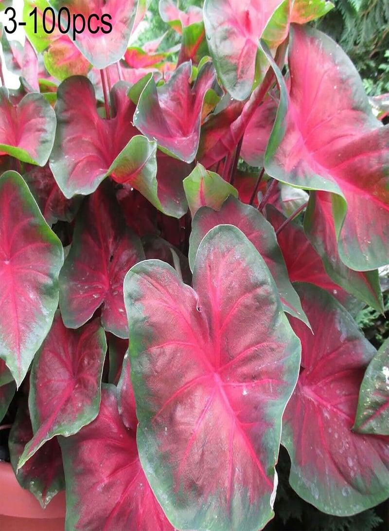 GGOOT 100Pcs Premium Flower Seeds, Caladium Vent Seeds Large Leaf Mix Color Ornamental Rustic Caladium Vent Seeds for Home 3 - Image 2