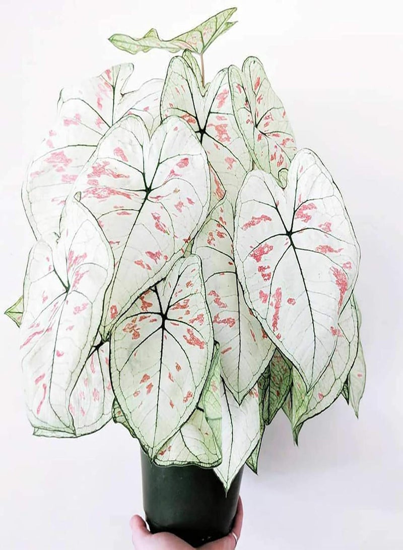GGOOT 100Pcs Premium Flower Seeds, Caladium Vent Seeds Large Leaf Mix Color Ornamental Rustic Caladium Vent Seeds for Home 3 - Image 1