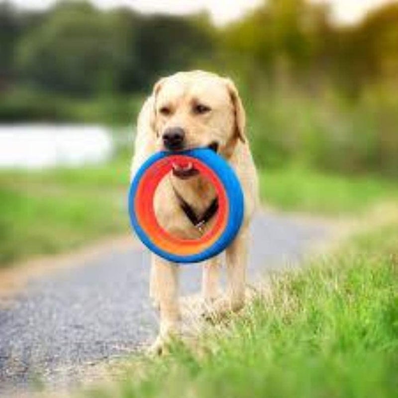 Chuckit! Fetch Wheel Outdoor Dog Toy, Small, For Small Breeds - Image 5