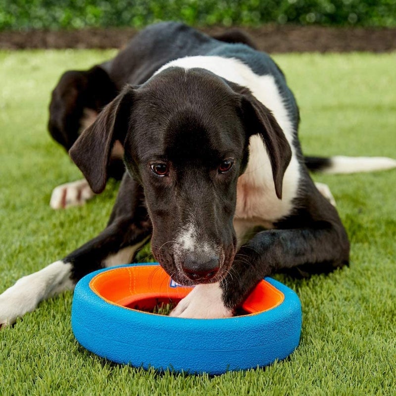 Chuckit! Fetch Wheel Outdoor Dog Toy, Small, For Small Breeds - Image 4