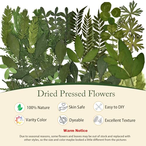 DALARAN 42 PCS Dried Flowers for Craftsl Dried Pressed Leaves Natural Leaves for Pressed Leaf Art Craft DIY ,14 Styles - Image 4