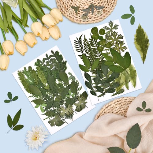 DALARAN 42 PCS Dried Flowers for Craftsl Dried Pressed Leaves Natural Leaves for Pressed Leaf Art Craft DIY ,14 Styles - Image 2