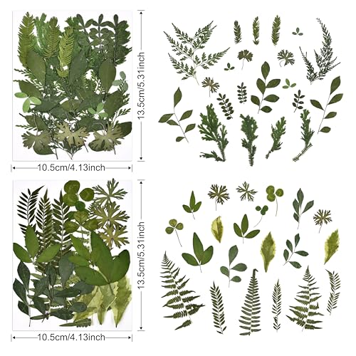DALARAN 42 PCS Dried Flowers for Craftsl Dried Pressed Leaves Natural Leaves for Pressed Leaf Art Craft DIY ,14 Styles - Image 3
