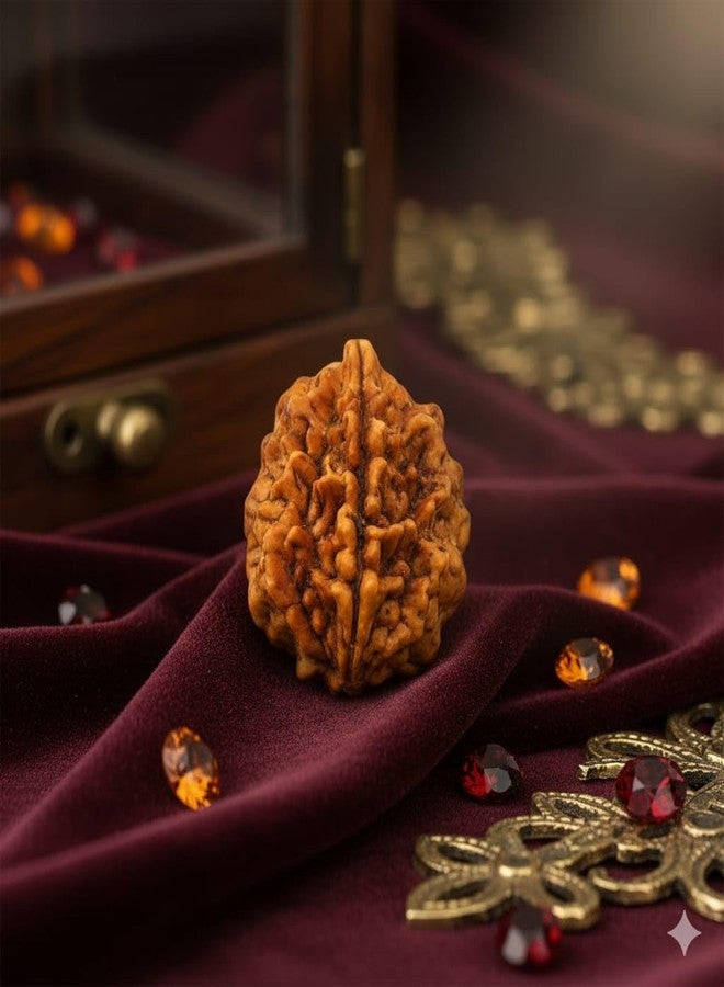 SAINTIMO ® Rudraksh/Natural 2 Faced Rudraksha (Brown) with Certificate and Instructions - Image 5