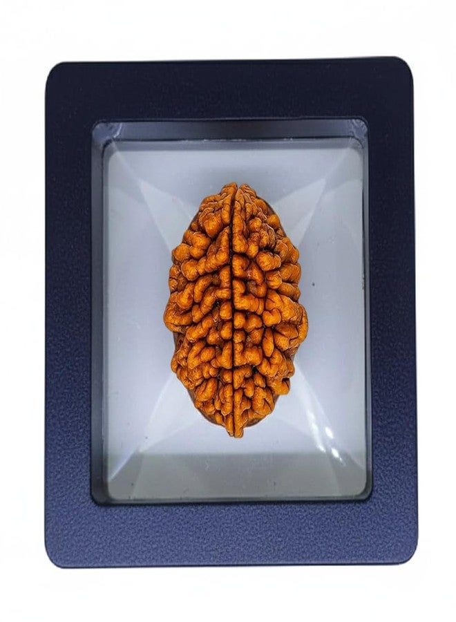 SAINTIMO ® Rudraksh/Natural 2 Faced Rudraksha (Brown) with Certificate and Instructions - Image 1