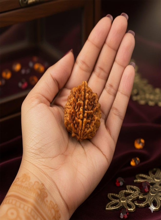 SAINTIMO ® Rudraksh/Natural 2 Faced Rudraksha (Brown) with Certificate and Instructions - Image 3