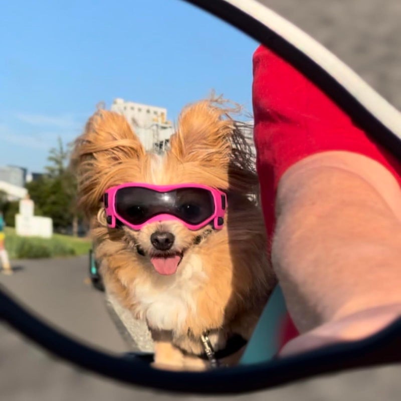 PETLESO Dog Goggles Small Breed, XS Dog Sunglasses Chihuahua Glasses Anti-UV Eyes Protection for XSmall Pets Tiny Dogs Cats, Pink XS - Image 5
