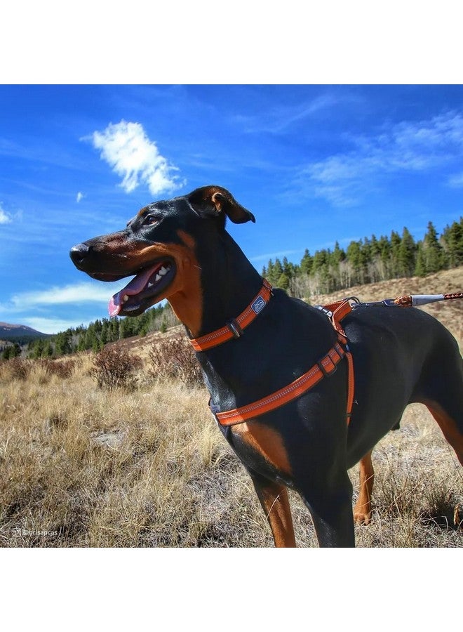 كوستال طوق كلب Coastal Pet K9 Explorer عاكس قابل للتعديل - طوق مريح للأنشطة الخارجية - ملحق متين وخفيف الوزن مع مشبك جانبي - أزرق ياقوتي، 5/8 بوصة × 10-14 بوصة - Image 3