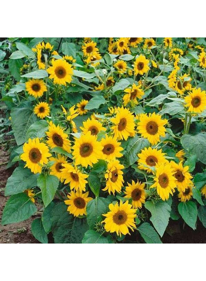 Sunflower Minature Flower Seeds