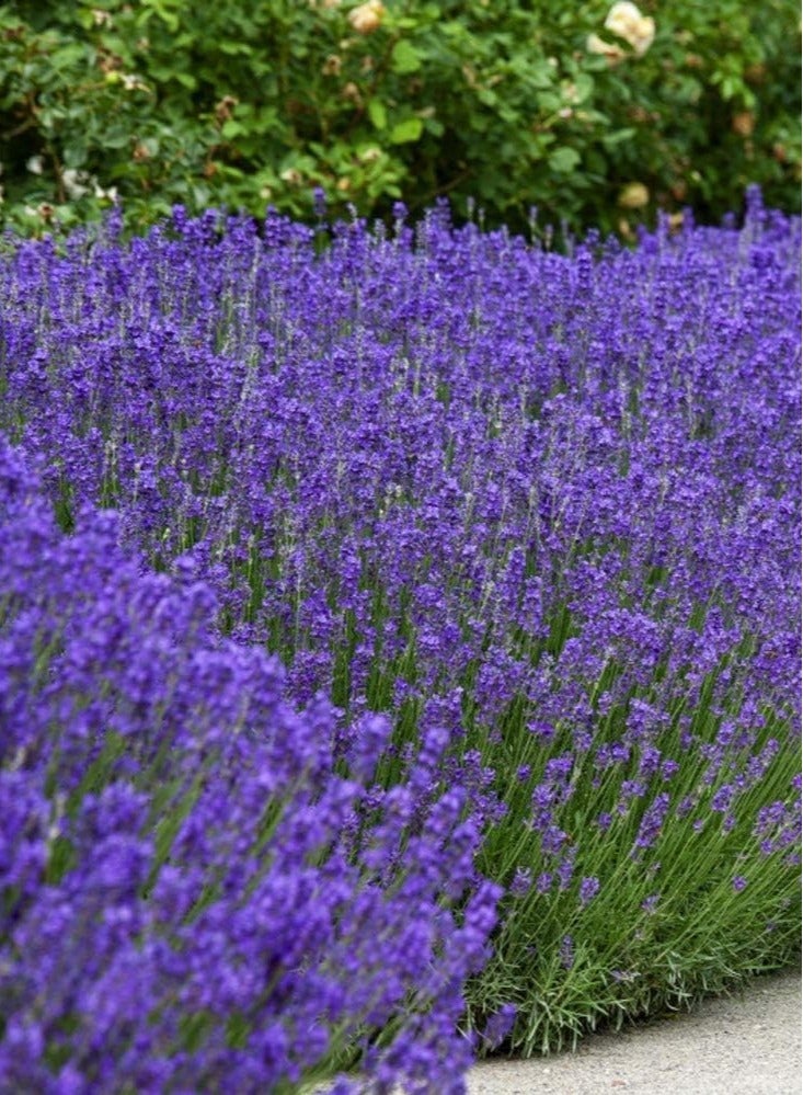 vsell24 3-Pack English Lavender Seeds (10g Each) - Non-GMO, Grow Fragrant Lavender Indoors or Outdoors with High Purity & Germination Rate - Image 1