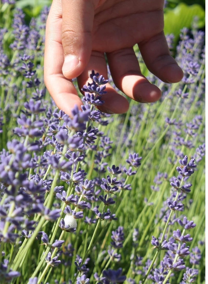 vsell24 3-Pack English Lavender Seeds (10g Each) - Non-GMO, Grow Fragrant Lavender Indoors or Outdoors with High Purity & Germination Rate - Image 2