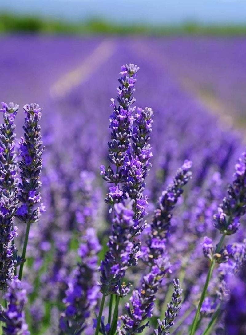 vsell24 3-Pack English Lavender Seeds (10g Each) - Non-GMO, Grow Fragrant Lavender Indoors or Outdoors with High Purity & Germination Rate - Image 3