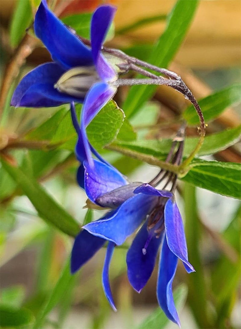 GGOOT - Sollya heterophylla Ultra Blue, Established Plant in 9cm Pot
