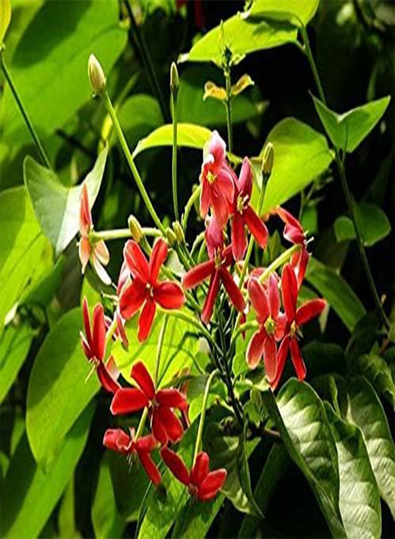 GGOOT 5pcs Quispualis Climbing Flower Seeds
