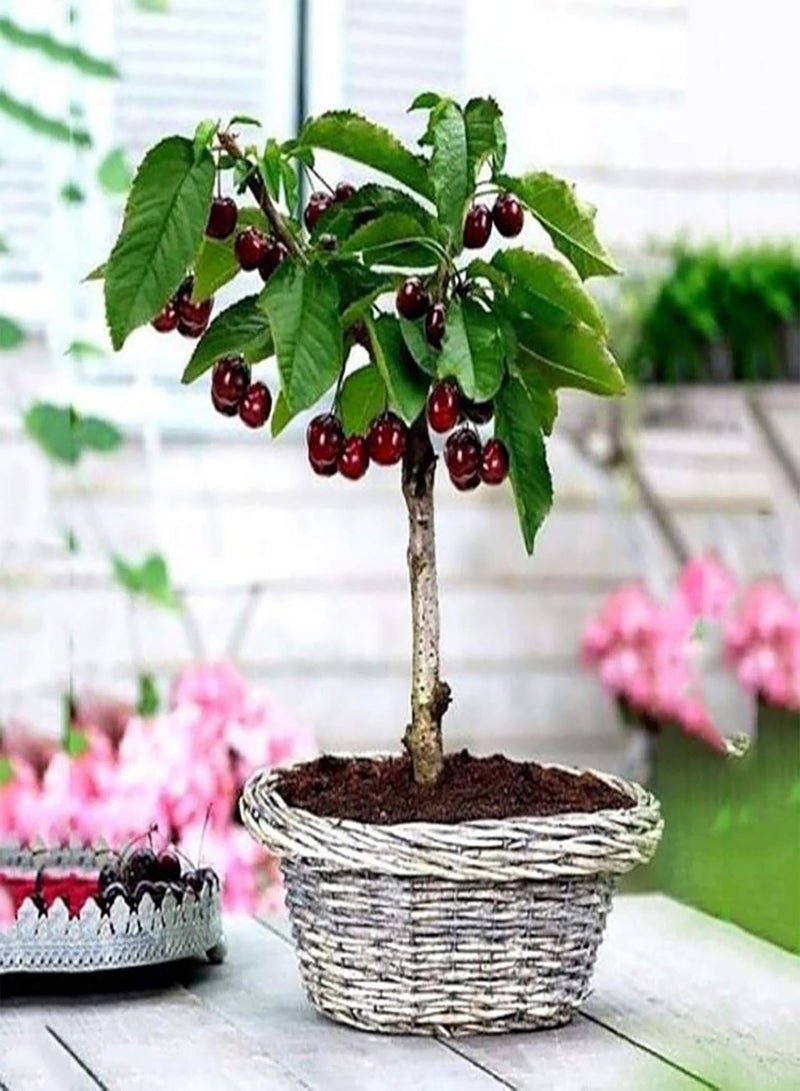 GGOOT 50Pcs/Bag Cherry Seeds,Productive Easy to Grow Mini Wild Red Cherry Tree Seeds for Farm Planting Garden Yard Outdoor 1 Cherry Seeds - Image 5