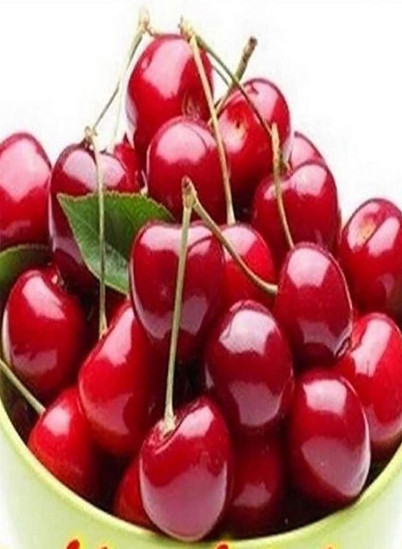 GGOOT 50Pcs/Bag Cherry Seeds,Productive Easy to Grow Mini Wild Red Cherry Tree Seeds for Farm Planting Garden Yard Outdoor 1 Cherry Seeds - Image 1