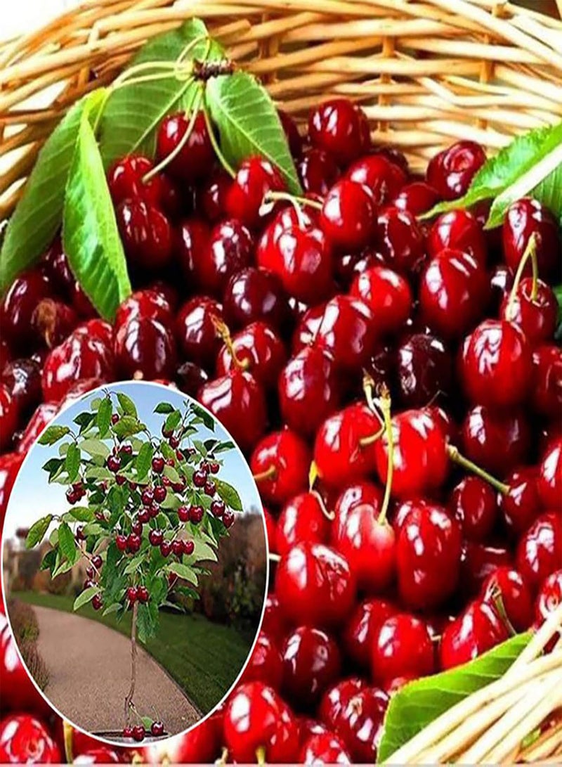 GGOOT 50Pcs/Bag Cherry Seeds,Productive Easy to Grow Mini Wild Red Cherry Tree Seeds for Farm Planting Garden Yard Outdoor 1 Cherry Seeds - Image 4