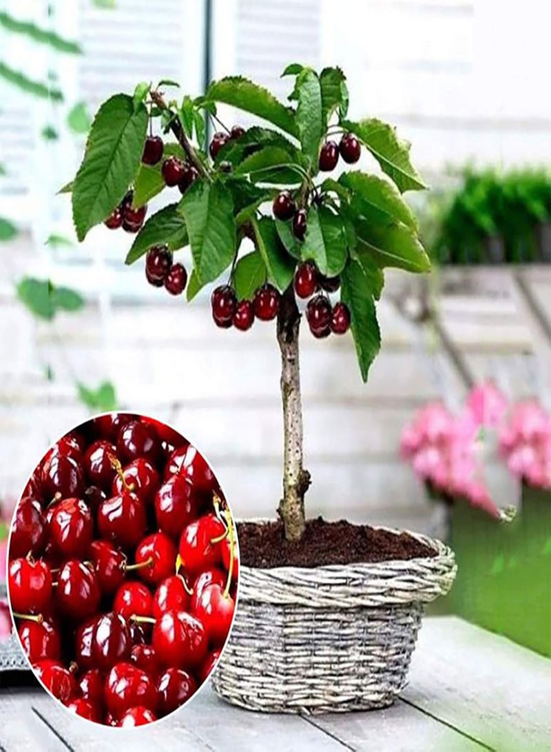 GGOOT 50Pcs/Bag Cherry Seeds,Productive Easy to Grow Mini Wild Red Cherry Tree Seeds for Farm Planting Garden Yard Outdoor 1 Cherry Seeds - Image 3