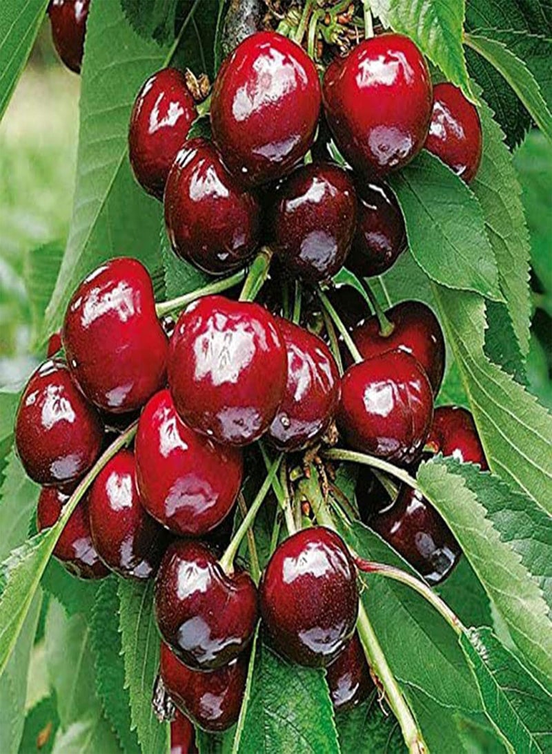 GGOOT 50Pcs/Bag Cherry Seeds,Productive Easy to Grow Mini Wild Red Cherry Tree Seeds for Farm Planting Garden Yard Outdoor 1 Cherry Seeds - Image 2