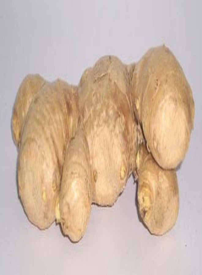 TastePadThai زنجبيل طازج 14 أونصة - Image 3