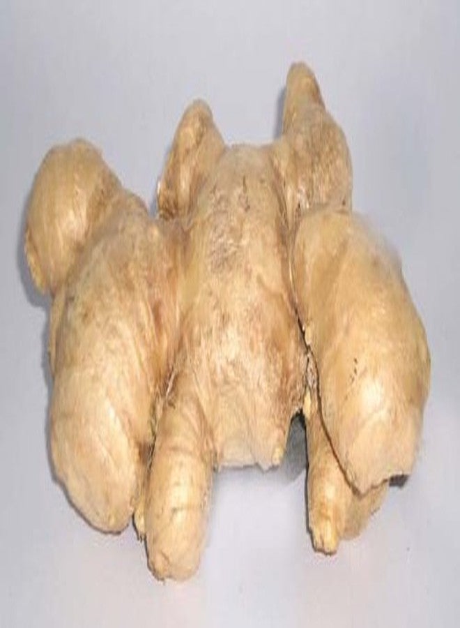 TastePadThai زنجبيل طازج 14 أونصة - Image 2