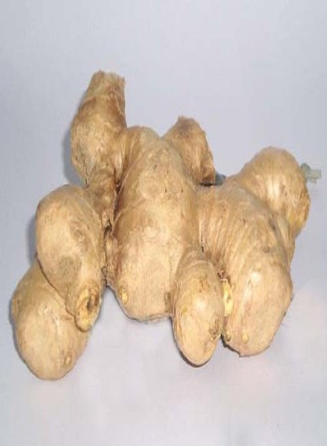 TastePadThai زنجبيل طازج 14 أونصة - Image 1