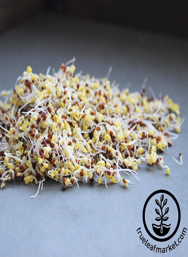 GGOOT Organic Broccoli Sprouting Seeds By  - 5 Pound Resealable Can ~720,0 Seeds - Bulk Non-GMO Broccoli Sprouts Seeds, Contain Sulforaphane Product Name - Image 4