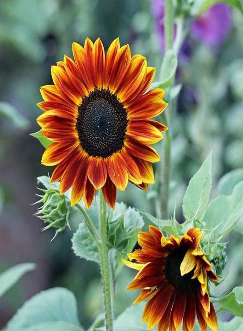 GGOOT 100pcs Sunflower Seeds Meaning is Silent Love Represents Bravely Pursuing The Happiness You Want Bring Beauty and Hope to People - Image 1