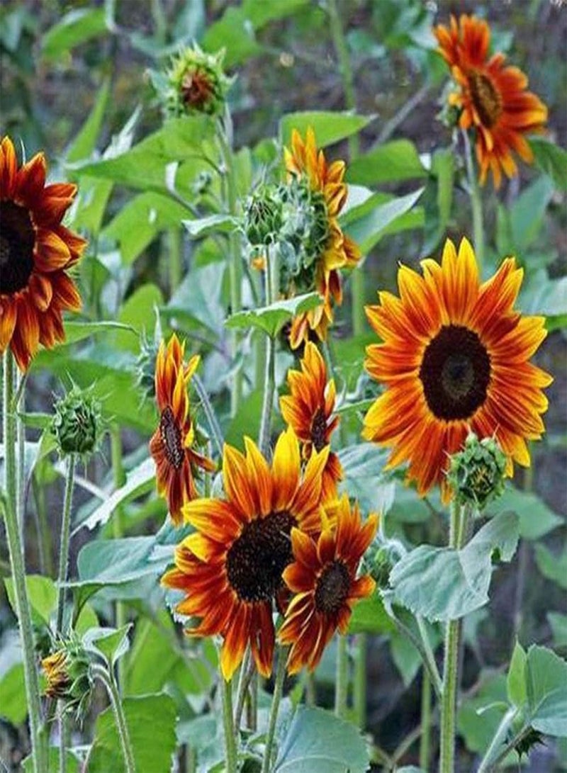 GGOOT 100pcs Sunflower Seeds Meaning is Silent Love Represents Bravely Pursuing The Happiness You Want Bring Beauty and Hope to People - Image 2