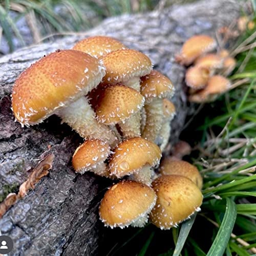 North Spore Organic Chestnut Outdoor Mushroom Log Growing Kit | Includes 100 ct. Bag of Plug Spawn | Complete Log Starter Kit with Instructions | Handmade in Maine, USA - Image 2