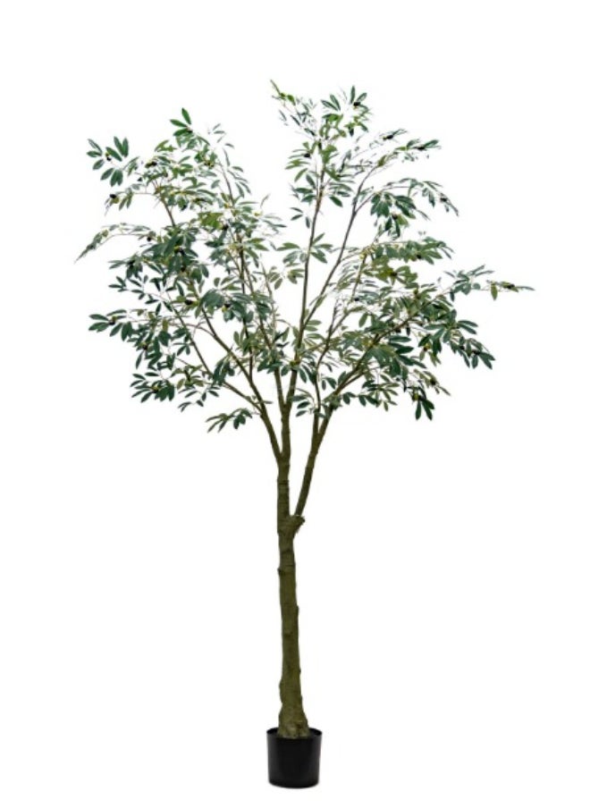 HRT WALL Leccino Olive tree 240cm - green 