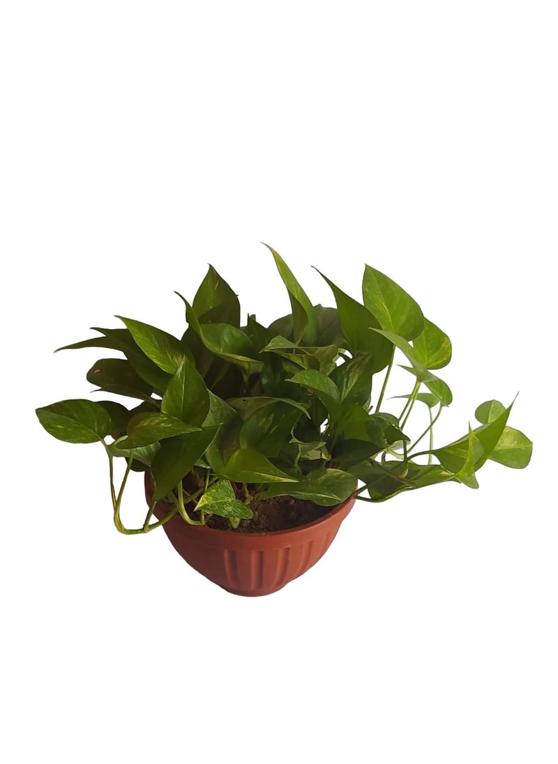 Shatla Shop نبات البوثوس الطبيعي الداخلي  - Image 1