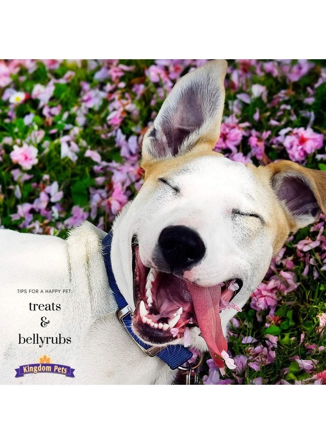 كينجدام لحم صدور دجاج مجففة خالي من الحشو من Kingdom Pets، مكافآت ممتازة للكلاب، كيس 48 أونصة - Image 4